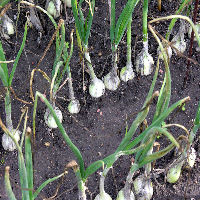 how garlic grows