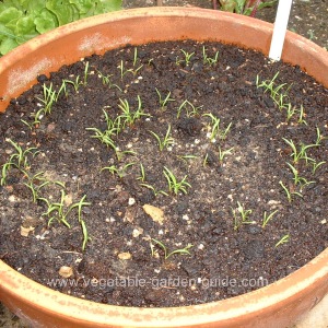 Growing Carrots In Plant Containers Makes For Easy Cultivation