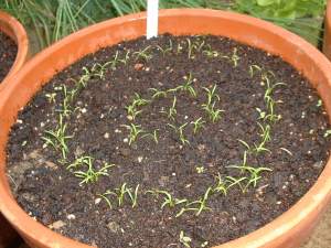 Learn How to Grow Carrots - a Versatile and Delicious Vegetable