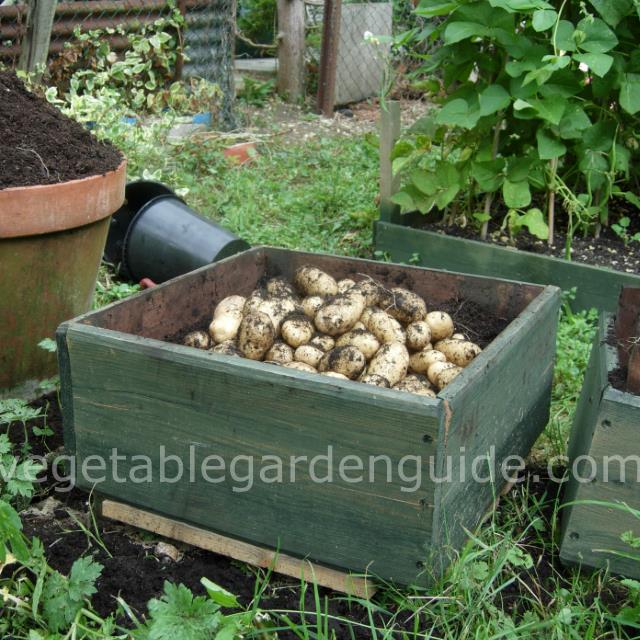 An easy way to grow potatoes! — STORIED GARDEN