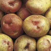 King Edward potato seed