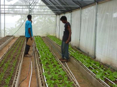 Iceberg And Romaine Cos Lettuce